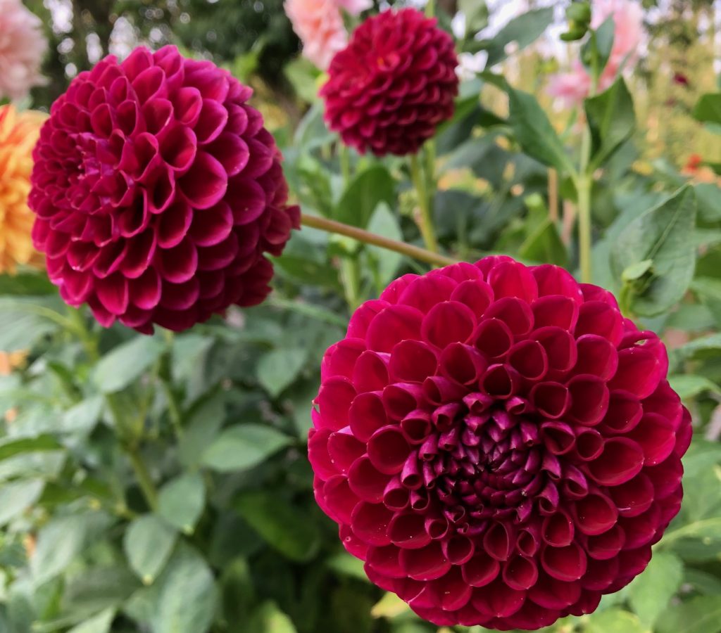 three red globular flowers on a background of greenery